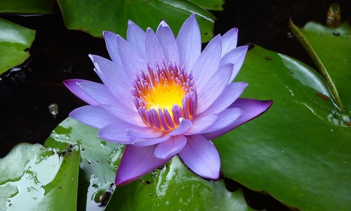 山德士瑞舒伐他汀怎么样-山德士辛伐他汀片好吗专区_山德士瑞舒伐山德士是哪国的专区_山德士辛伐他汀片图片网